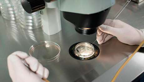 Fécondation in vitro