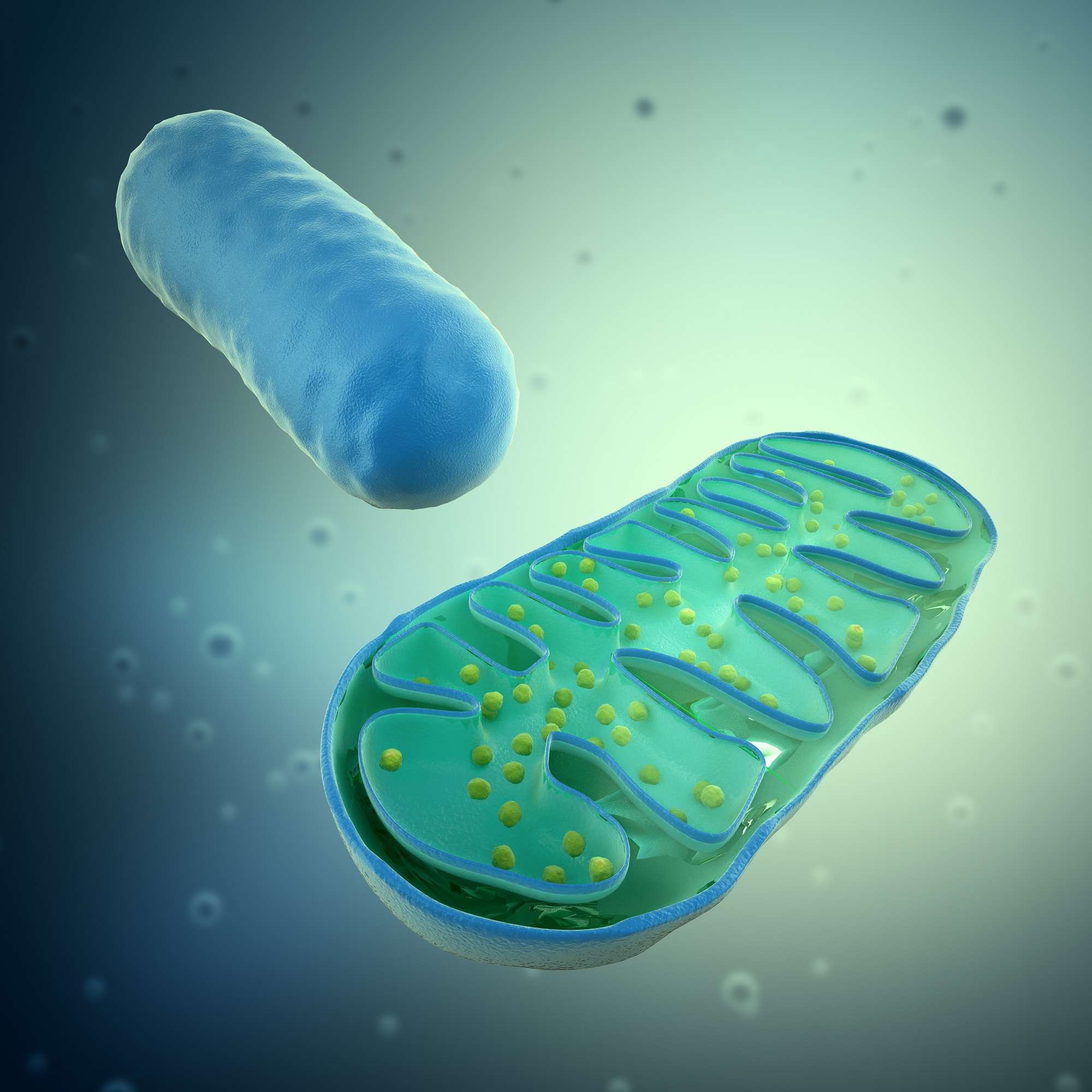 Resultado de imagen de mitocondria
