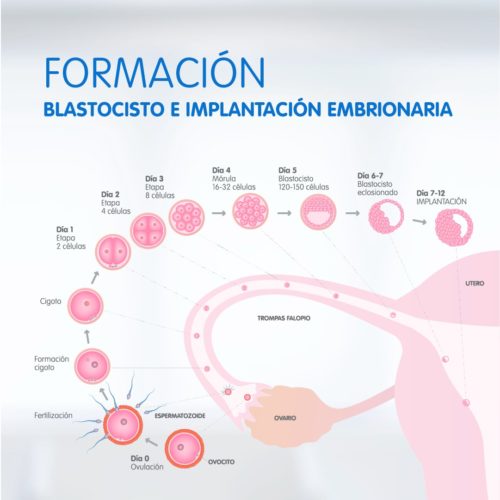 sangrado de implantación todo lo que deberías saber ivi blog