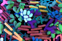 ¿Para qué se utilizan los probióticos vaginales?