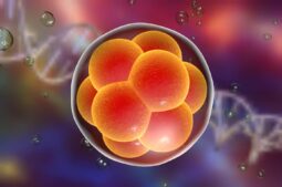 transferencia embrionaria