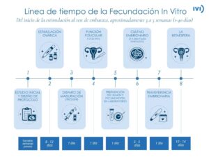 Infografía sobre las etapas de un tratamiento de fecundación in vitro (FIV), desde el estudio inicial hasta la prueba de embarazo. La línea de tiempo incluye ocho fases: estudio inicial y diseño de protocolo, estimulación ovárica (8-12 días), disparo de maduración, punción folicular, preparación del semen y fecundación en laboratorio, cultivo embrionario (3-5 días hasta blastocisto), transferencia embrionaria y betaespera (10-14 días). El proceso completo dura aproximadamente entre 3 y 5 semanas.